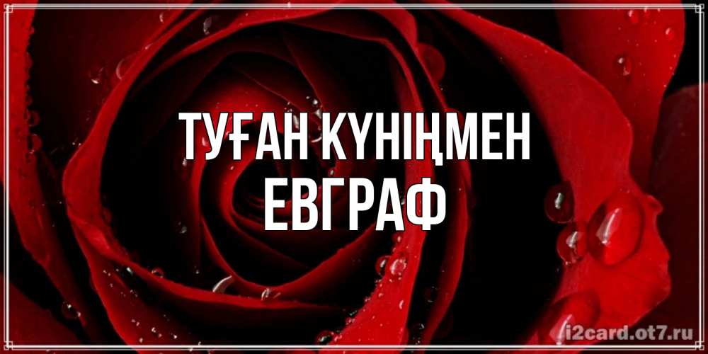 Күн сайын ашық хат с именем, Евграф Туған күніңмен крупная бордовая роза Онлайн тегін жүктеп алу тілектері бар керемет карта 