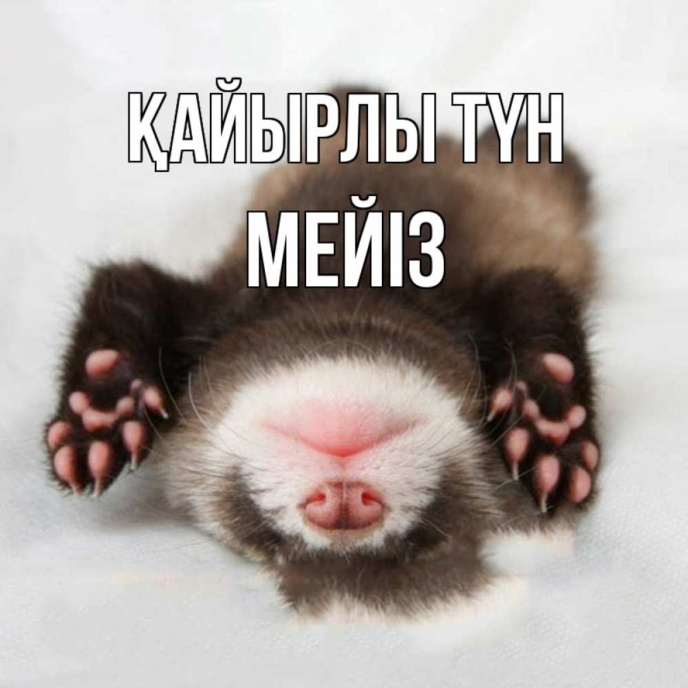 Күн сайын ашық хат с именем, МЕЙІЗ Қайырлы түн зверек Онлайн тегін жүктеп алу тілектері бар керемет карта 