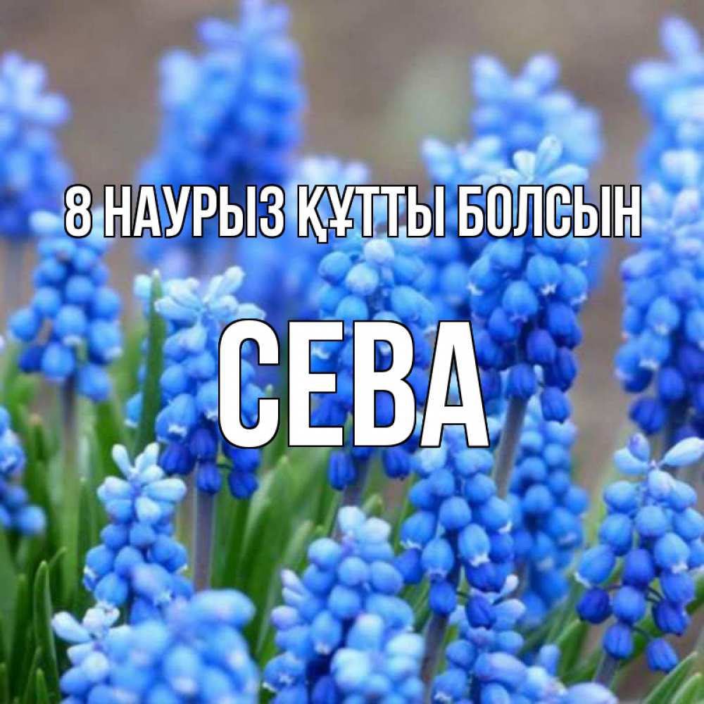 Күн сайын ашық хат с именем, Сева 8 наурыз құтты болсын Поздравительная открытка для женщин с цветами на праздничную дату Онлайн тегін жүктеп алу тілектері бар керемет карта 