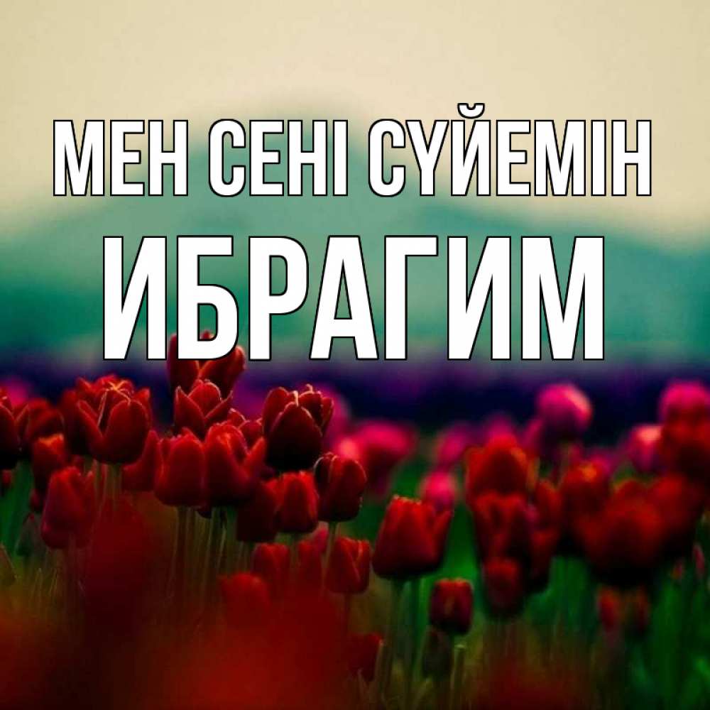 Күн сайын ашық хат с именем, Ибрагим Мен сені сүйемін тюльпаны 4 Онлайн тегін жүктеп алу тілектері бар керемет карта 