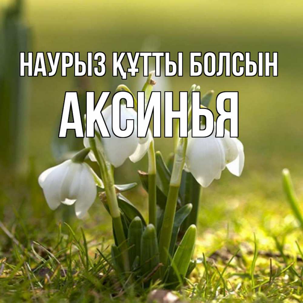 Күн сайын ашық хат с именем, Аксинья Наурыз құтты болсын ранние цветы 2 Онлайн тегін жүктеп алу тілектері бар керемет карта 