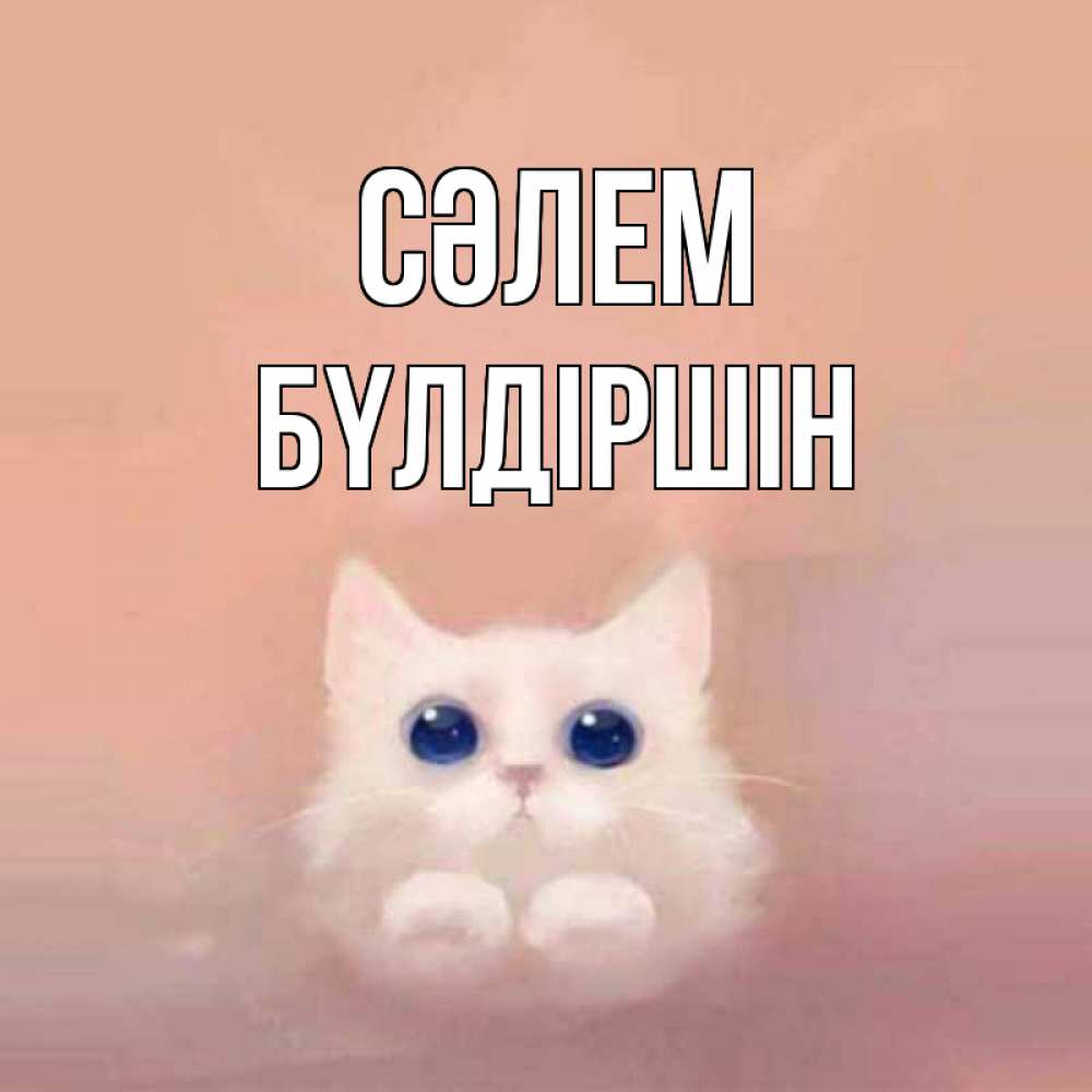 Күн сайын ашық хат с именем, БҮЛДІРШІН Сәлем котик белый в полете Онлайн тегін жүктеп алу тілектері бар керемет карта 