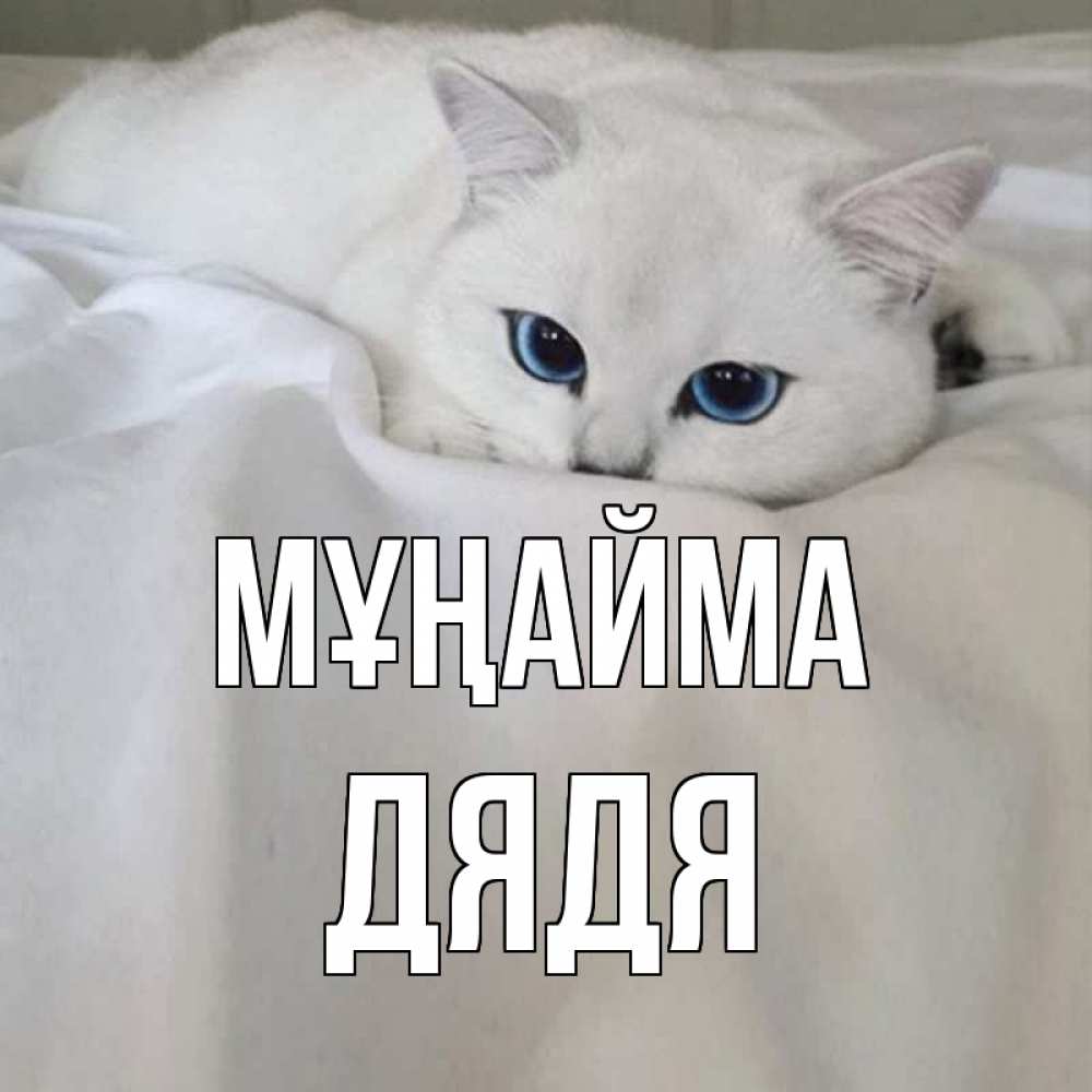 Күн сайын ашық хат с именем, Дядя Мұңайма белый кот с голубыми глазами на белоснежной кровати Онлайн тегін жүктеп алу тілектері бар керемет карта 