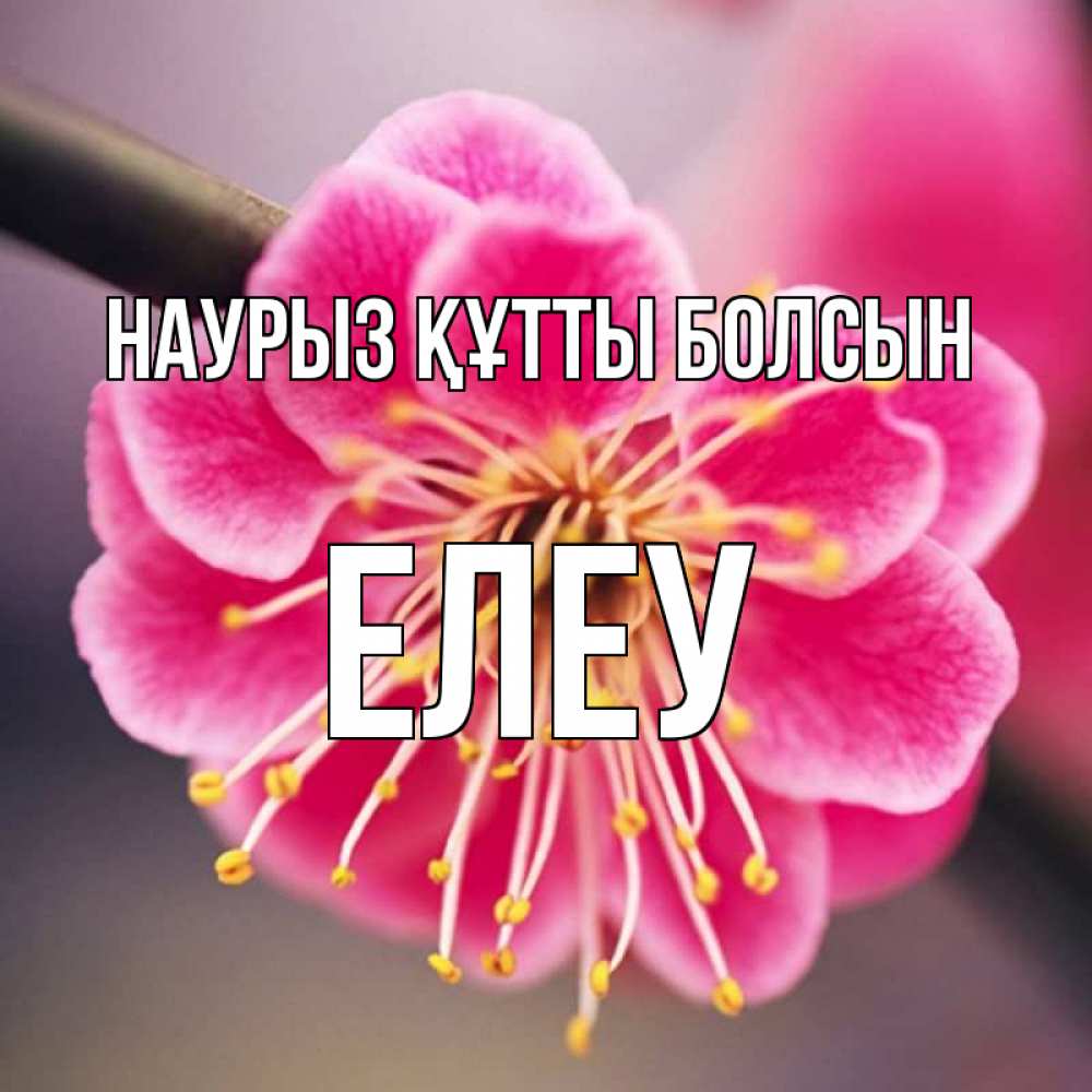 Күн сайын ашық хат с именем, Елеу Наурыз құтты болсын цветы Онлайн тегін жүктеп алу тілектері бар керемет карта 