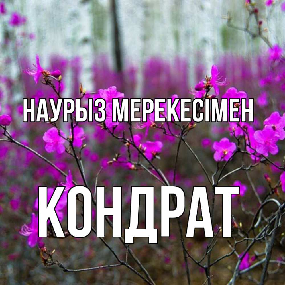 Күн сайын ашық хат с именем, Кондрат Наурыз мерекесімен дикие цветы Онлайн тегін жүктеп алу тілектері бар керемет карта 