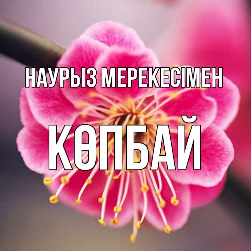 Күн сайын ашық хат с именем, Көпбай Наурыз мерекесімен цветы Онлайн тегін жүктеп алу тілектері бар керемет карта 