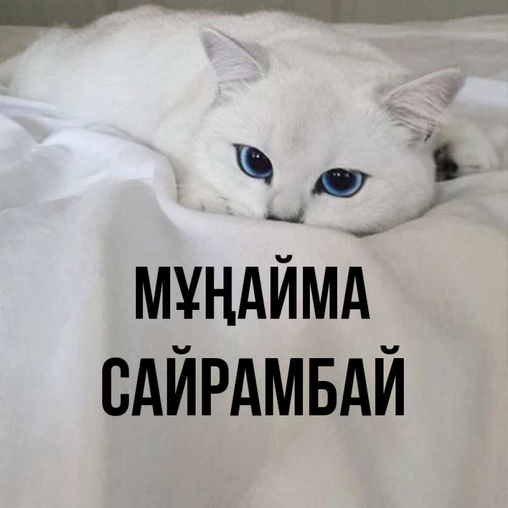 Күн сайын ашық хат с именем, САЙРАМБАЙ Мұңайма Голубоглазая кошка Онлайн тегін жүктеп алу тілектері бар керемет карта 