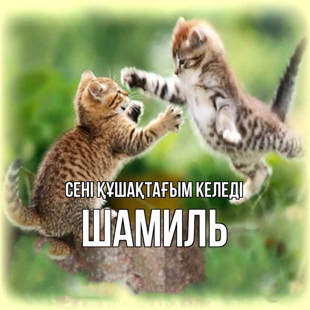 Күн сайын ашық хат с именем, Шамиль сені құшақтағым келеді игры котят Онлайн тегін жүктеп алу тілектері бар керемет карта 