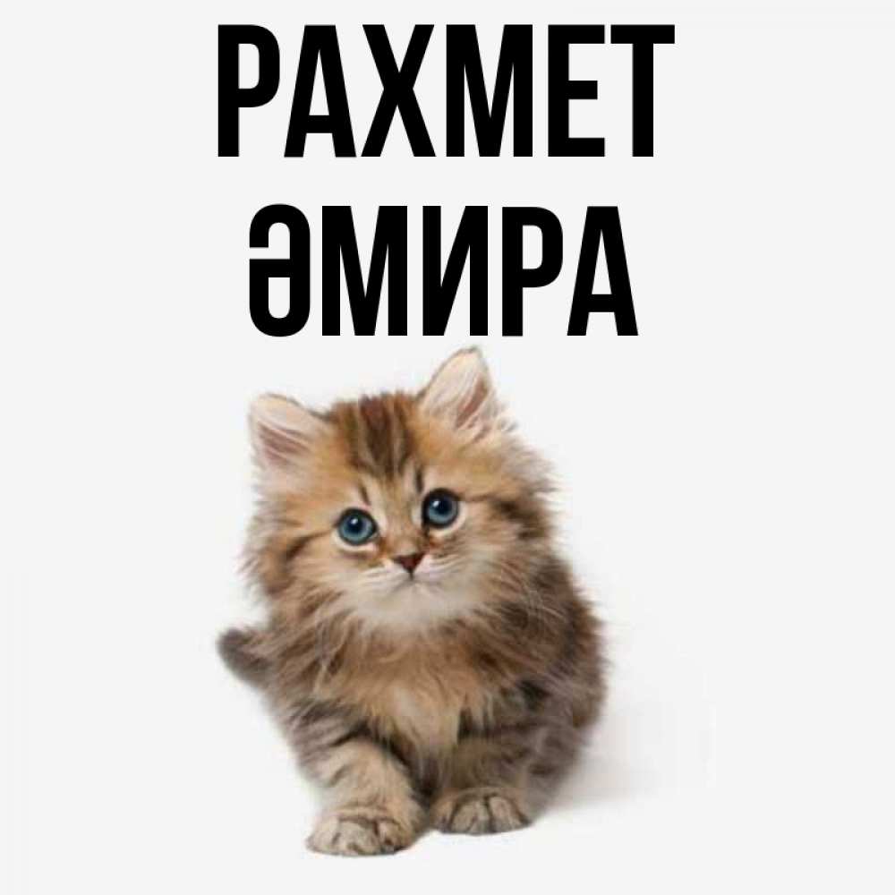 Күн сайын ашық хат с именем, ӘМИРА рахмет пушистый котик Онлайн тегін жүктеп алу тілектері бар керемет карта 