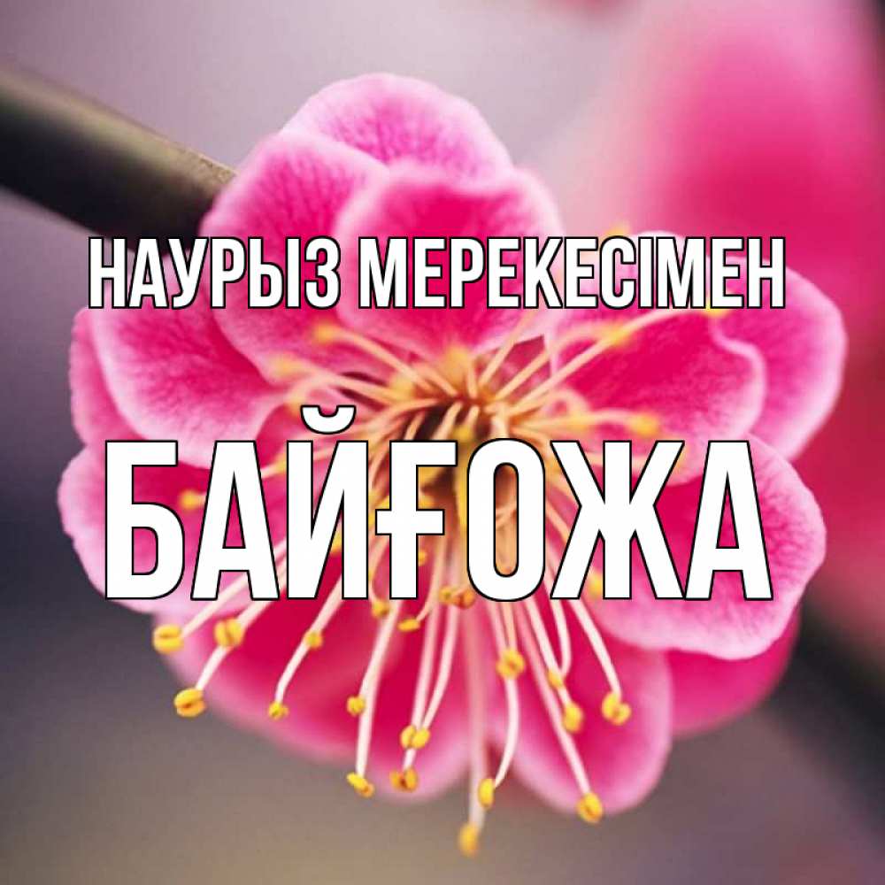 Күн сайын ашық хат с именем, Байғожа Наурыз мерекесімен цветы Онлайн тегін жүктеп алу тілектері бар керемет карта 