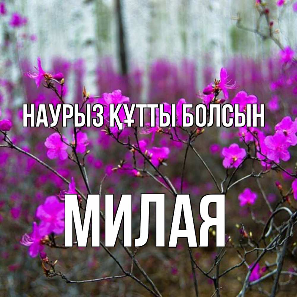 Күн сайын ашық хат с именем, Милая Наурыз құтты болсын дикие цветы Онлайн тегін жүктеп алу тілектері бар керемет карта 