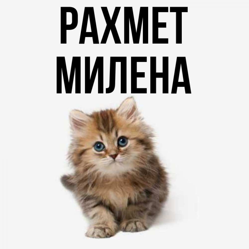 Күн сайын ашық хат с именем, Милена рахмет пушистый котик Онлайн тегін жүктеп алу тілектері бар керемет карта 