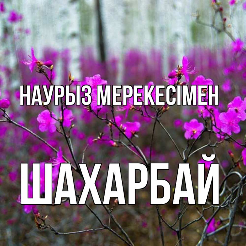 Күн сайын ашық хат с именем, ШАХАРБАЙ Наурыз мерекесімен дикие цветы Онлайн тегін жүктеп алу тілектері бар керемет карта 