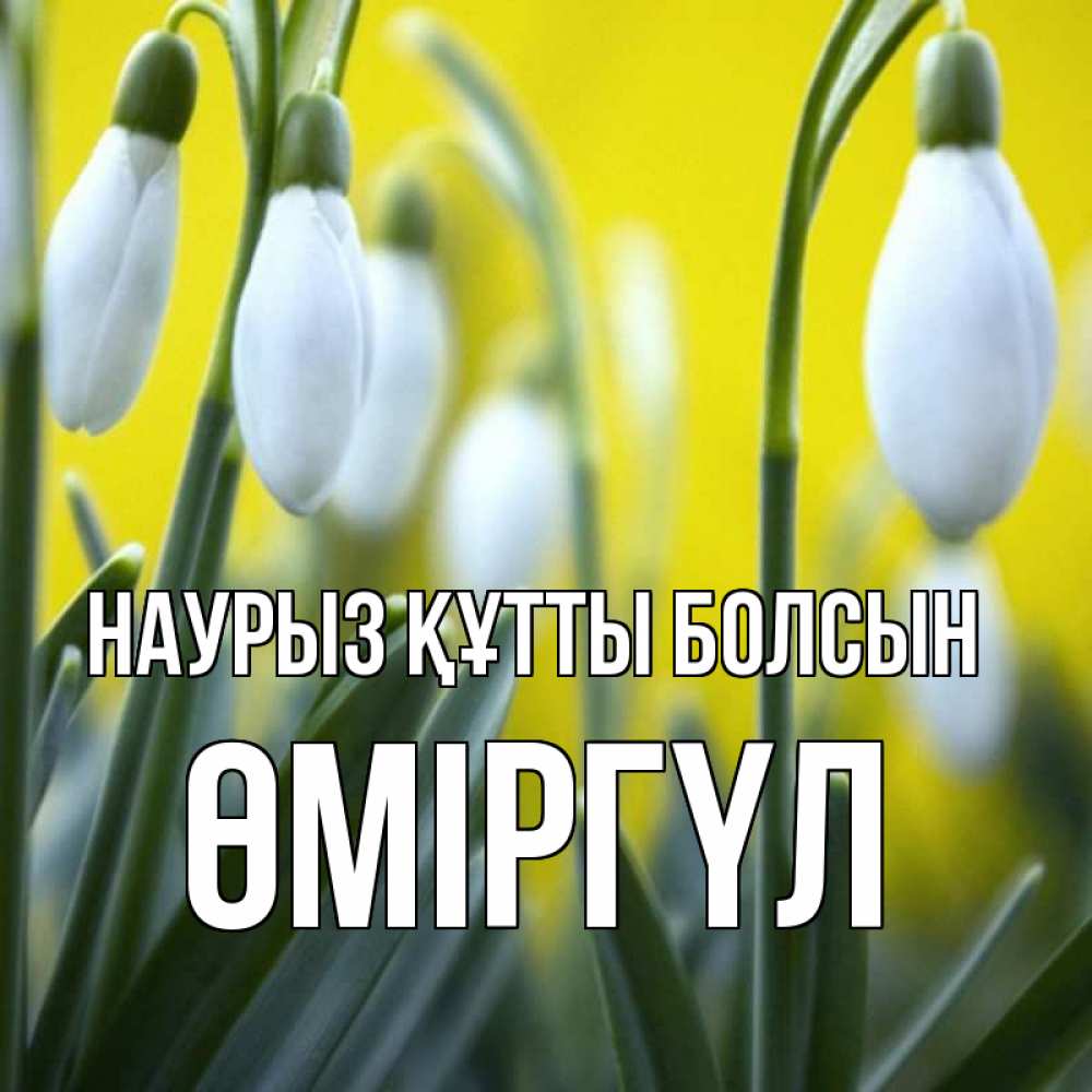 Күн сайын ашық хат с именем, ӨМІРГҮЛ Наурыз құтты болсын весенние цветы Онлайн тегін жүктеп алу тілектері бар керемет карта 