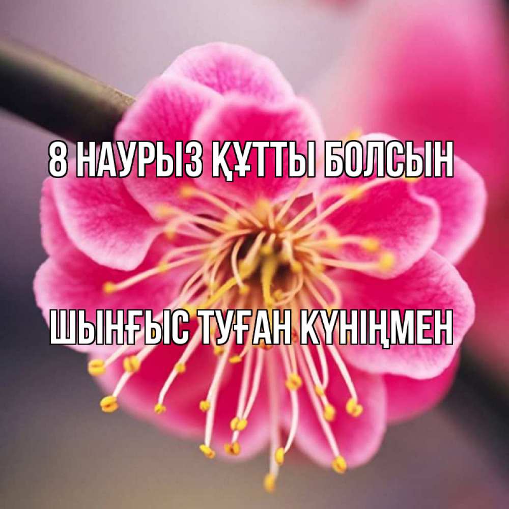 Картинка 8 наурыз құтты болсын, ШЫНҒЫС! ТУҒАН КҮНІҢМЕН!