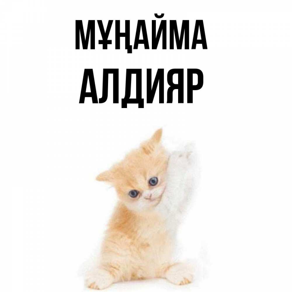 Күн сайын ашық хат с именем, Алдияр Мұңайма просящий кот Онлайн тегін жүктеп алу тілектері бар керемет карта 