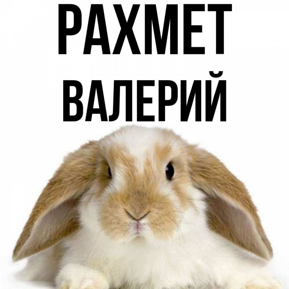 Күн сайын ашық хат с именем, Валерий рахмет коричнево белый заяц Онлайн тегін жүктеп алу тілектері бар керемет карта 