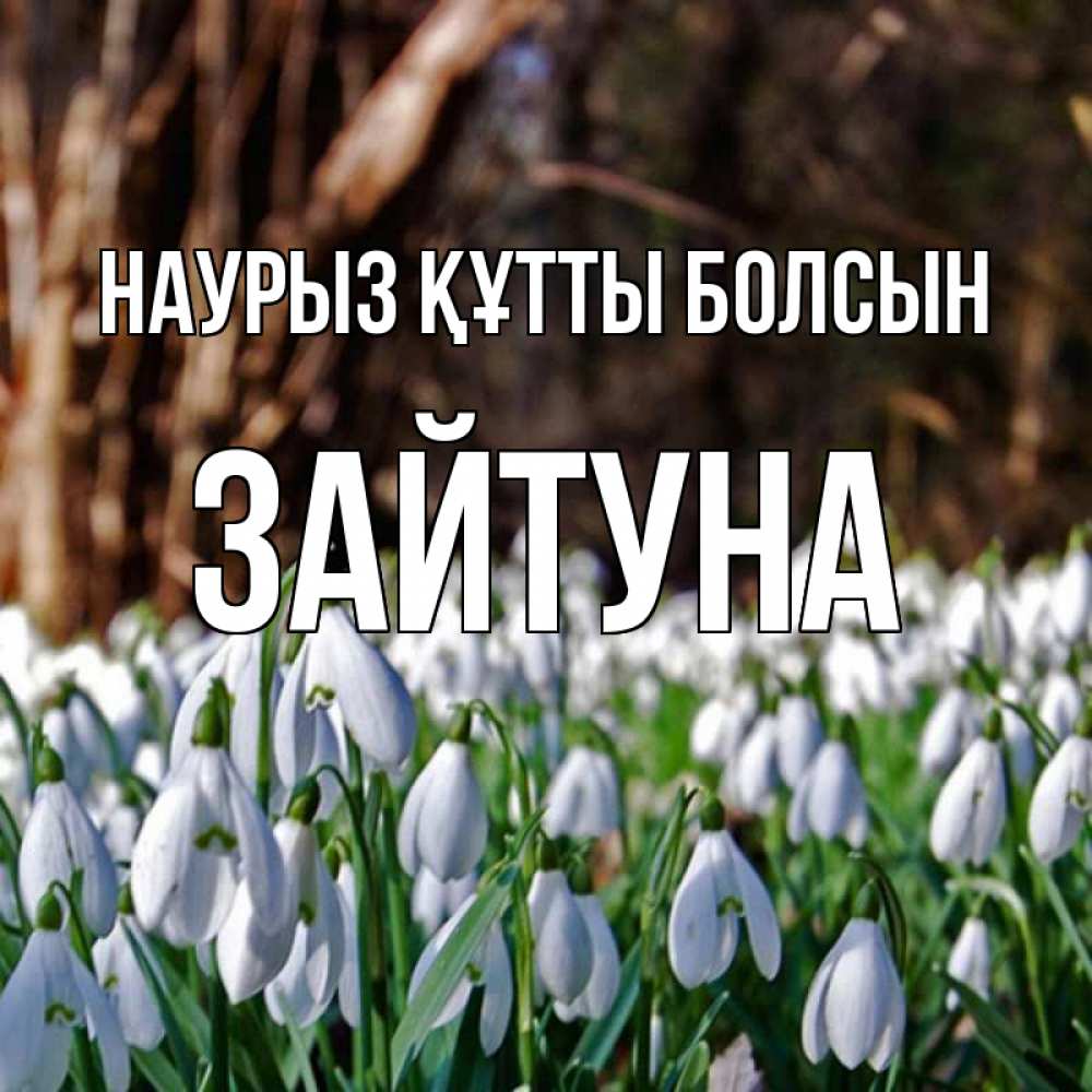 Күн сайын ашық хат с именем, ЗАЙТУНА Наурыз құтты болсын с подснежниками 1 Онлайн тегін жүктеп алу тілектері бар керемет карта 