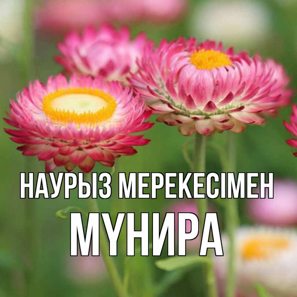 Күн сайын ашық хат с именем, МҮНИРА Наурыз мерекесімен подарок на международный женский день Онлайн тегін жүктеп алу тілектері бар керемет карта 