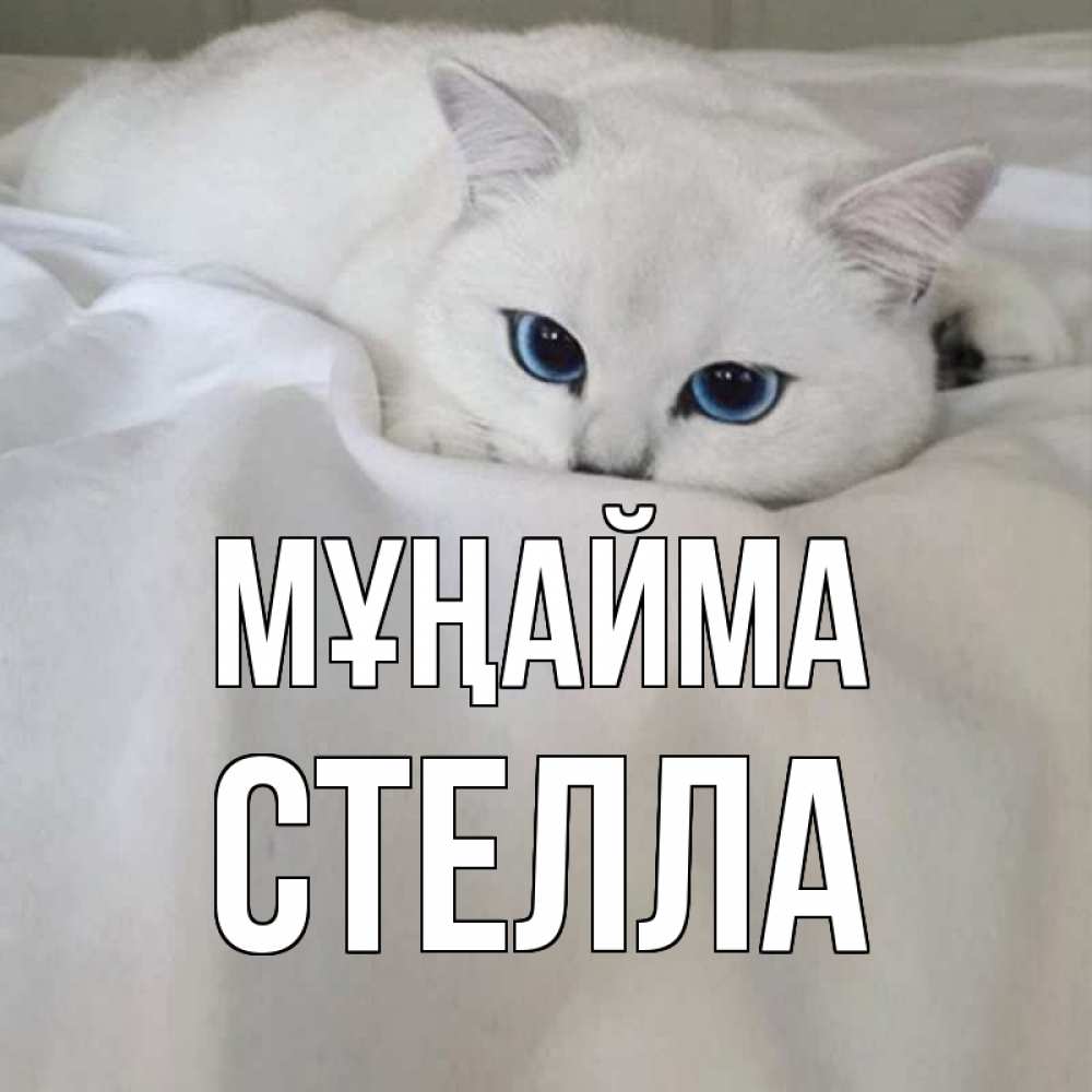 Күн сайын ашық хат с именем, Стелла Мұңайма белый кот с голубыми глазами на белоснежной кровати Онлайн тегін жүктеп алу тілектері бар керемет карта 