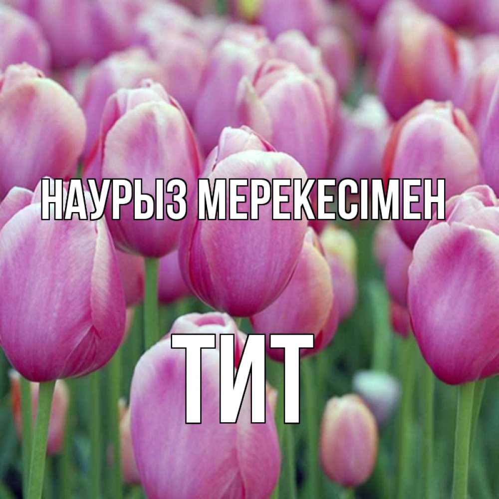 Күн сайын ашық хат с именем, Тит Наурыз мерекесімен праздник весны наурыз 69 Онлайн тегін жүктеп алу тілектері бар керемет карта 