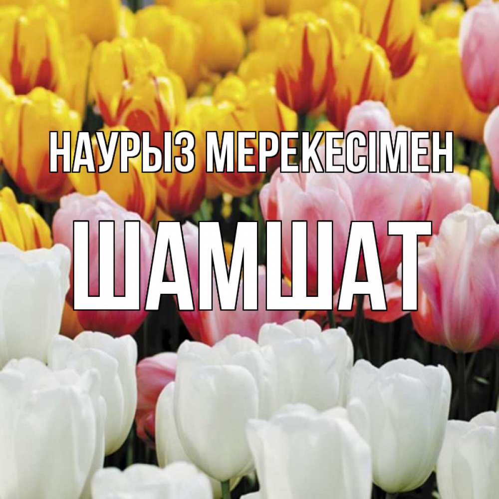 Күн сайын ашық хат с именем, ШАМШАТ Наурыз мерекесімен разноцветные цветы Онлайн тегін жүктеп алу тілектері бар керемет карта 