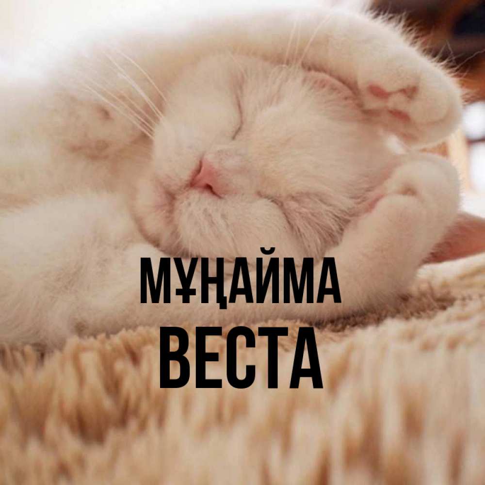 Күн сайын ашық хат с именем, Веста Мұңайма Котенок спит Онлайн тегін жүктеп алу тілектері бар керемет карта 