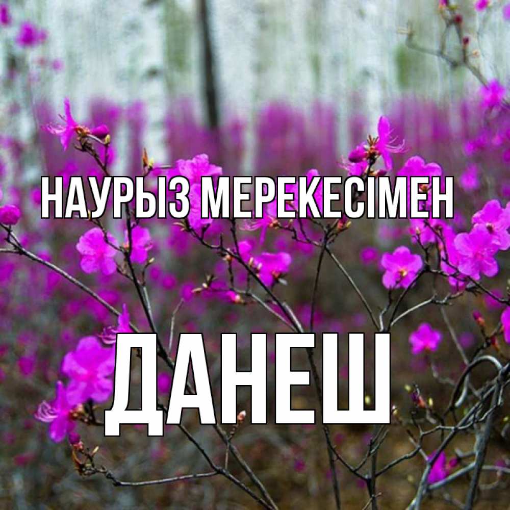 Күн сайын ашық хат с именем, ДАНЕШ Наурыз мерекесімен дикие цветы Онлайн тегін жүктеп алу тілектері бар керемет карта 
