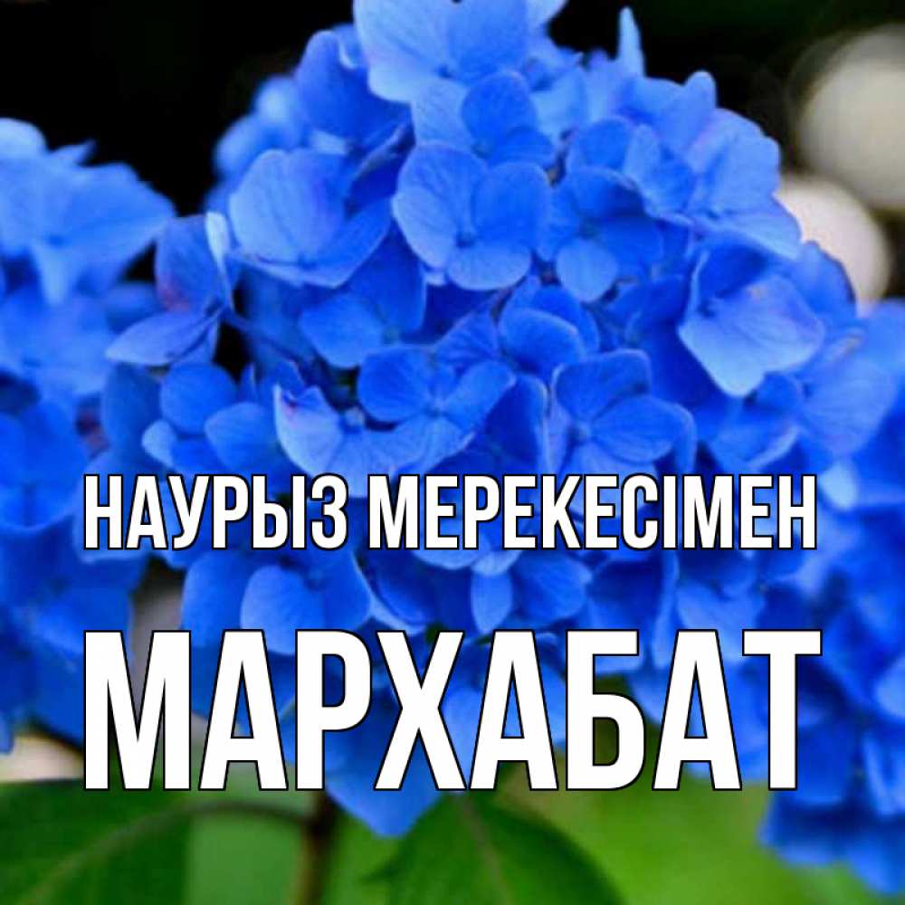 Күн сайын ашық хат с именем, МАРХАБАТ Наурыз мерекесімен синие цветы Онлайн тегін жүктеп алу тілектері бар керемет карта 
