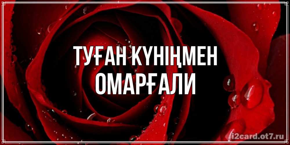 Күн сайын ашық хат с именем, ОМАРҒАЛИ Туған күніңмен крупная бордовая роза Онлайн тегін жүктеп алу тілектері бар керемет карта 