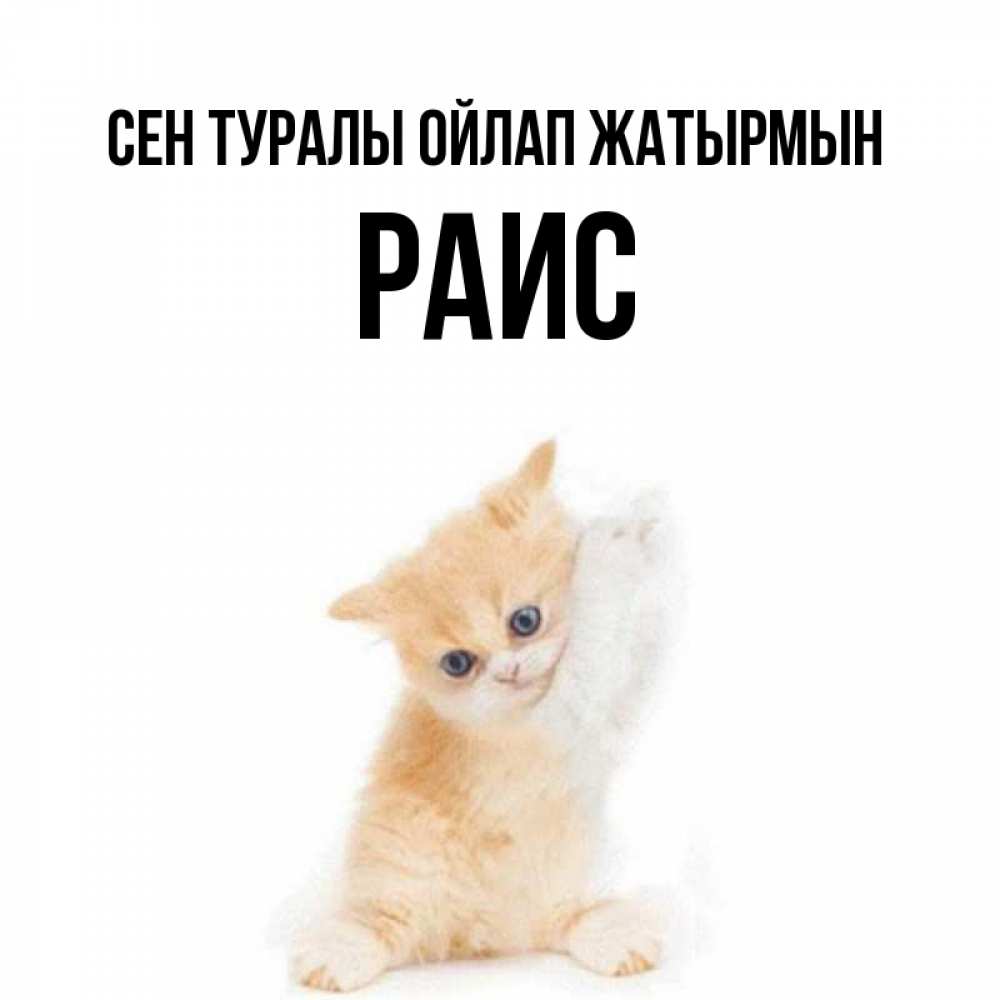 Күн сайын ашық хат с именем, Раис Сен туралы ойлап жатырмын зверушки и милота Онлайн тегін жүктеп алу тілектері бар керемет карта 