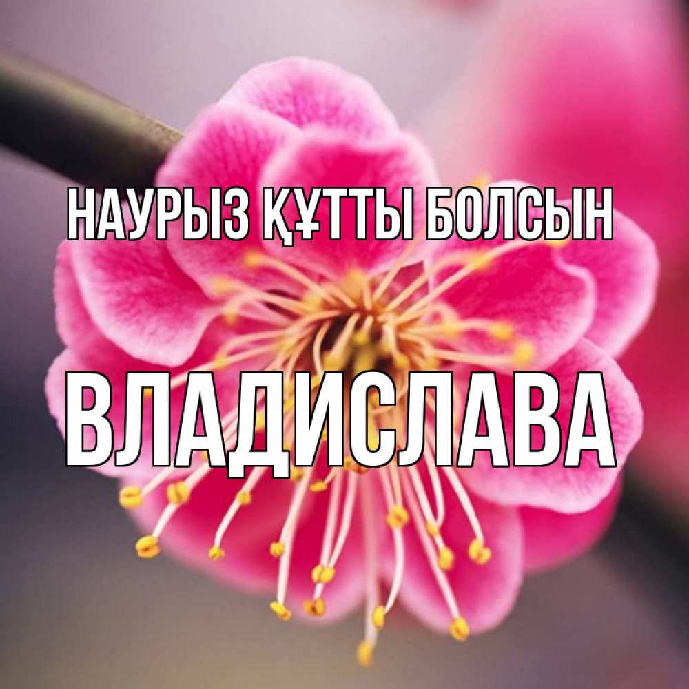 Күн сайын ашық хат с именем, Владислава Наурыз құтты болсын цветы Онлайн тегін жүктеп алу тілектері бар керемет карта 