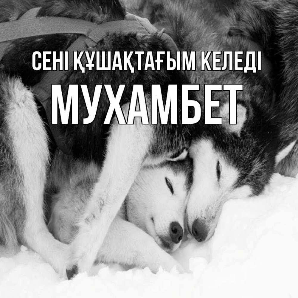 Күн сайын ашық хат с именем, МУХАМБЕТ сені құшақтағым келеді собачки в упряжке Онлайн тегін жүктеп алу тілектері бар керемет карта 