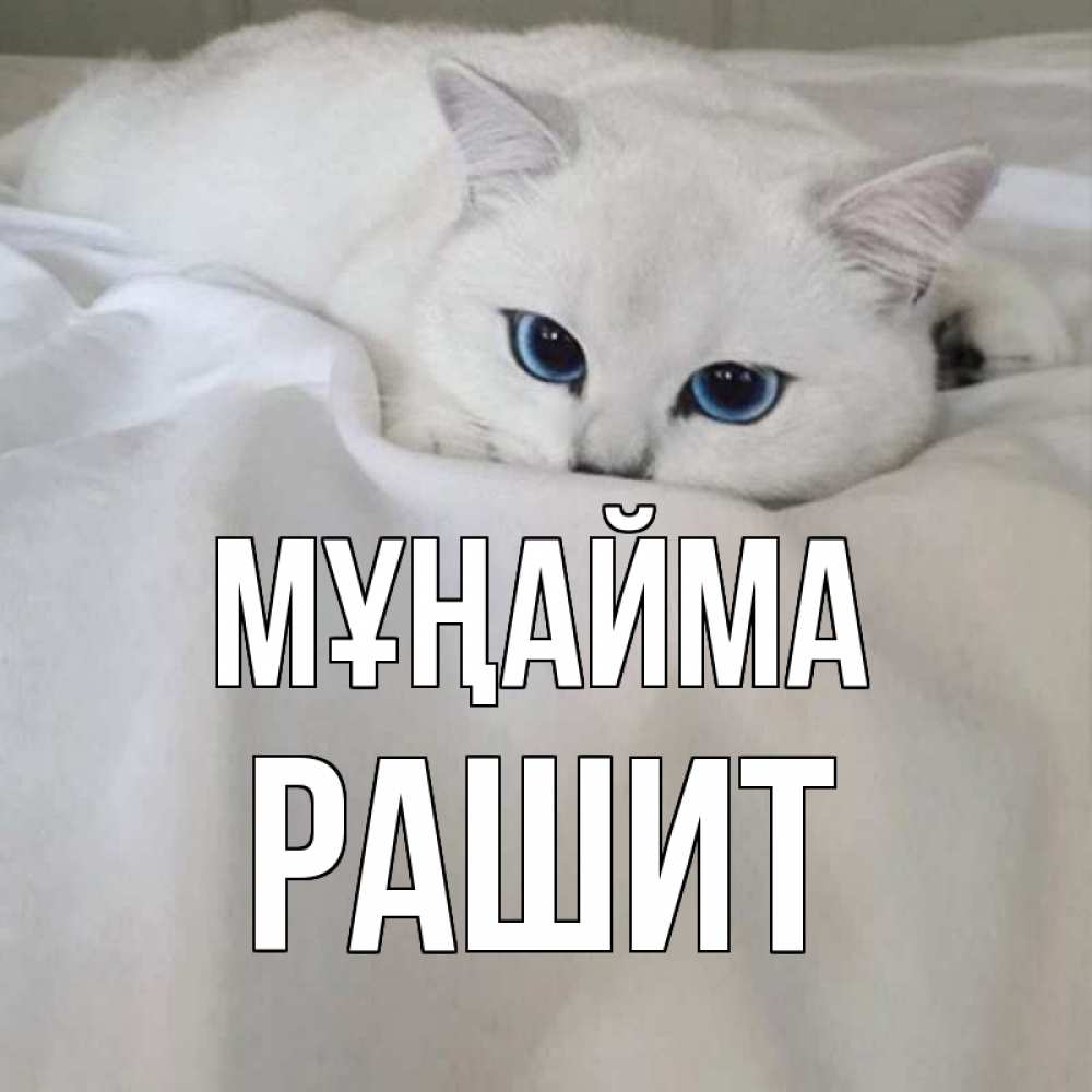 Күн сайын ашық хат с именем, РАШИТ Мұңайма белый кот с голубыми глазами на белоснежной кровати Онлайн тегін жүктеп алу тілектері бар керемет карта 