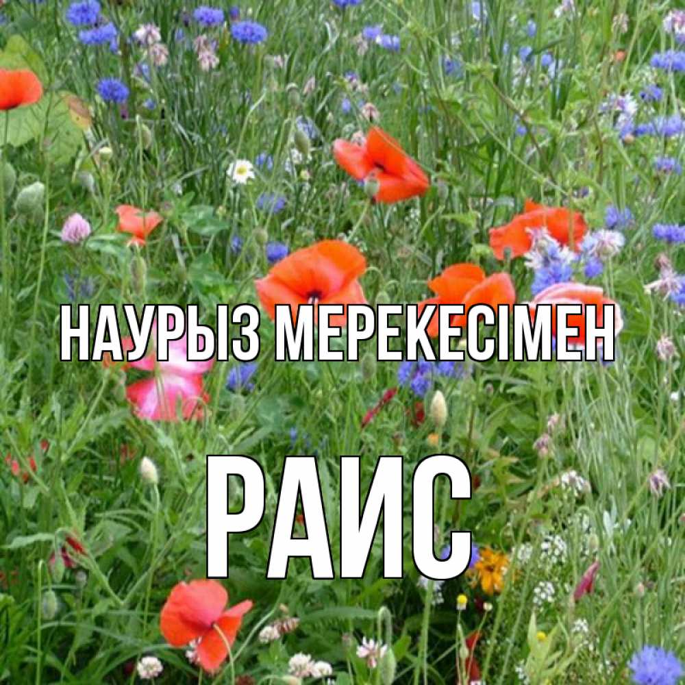 Күн сайын ашық хат с именем, Раис Наурыз мерекесімен праздник весны наурыз супер открытка Онлайн тегін жүктеп алу тілектері бар керемет карта 