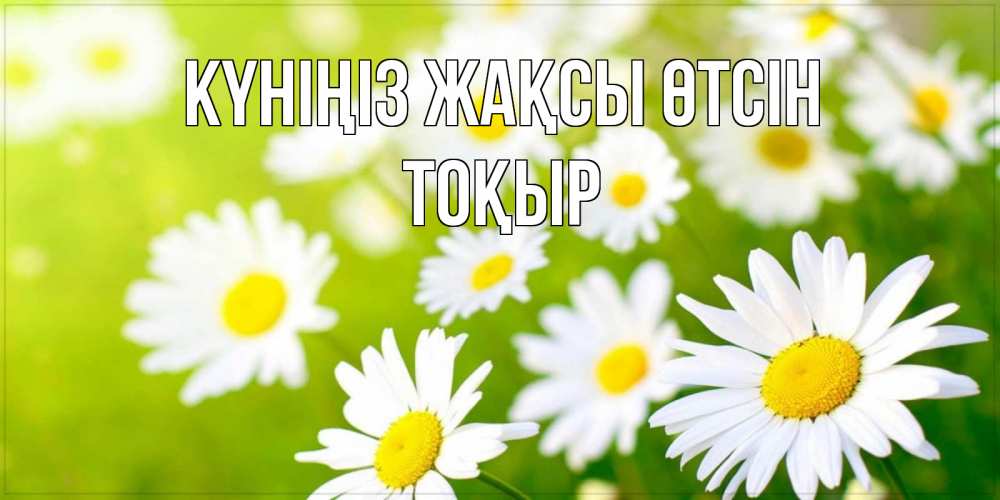Күн сайын ашық хат с именем, ТОҚЫР Күніңіз жақсы өтсін открытка с ромашками на зеленом фоне Онлайн тегін жүктеп алу тілектері бар керемет карта 
