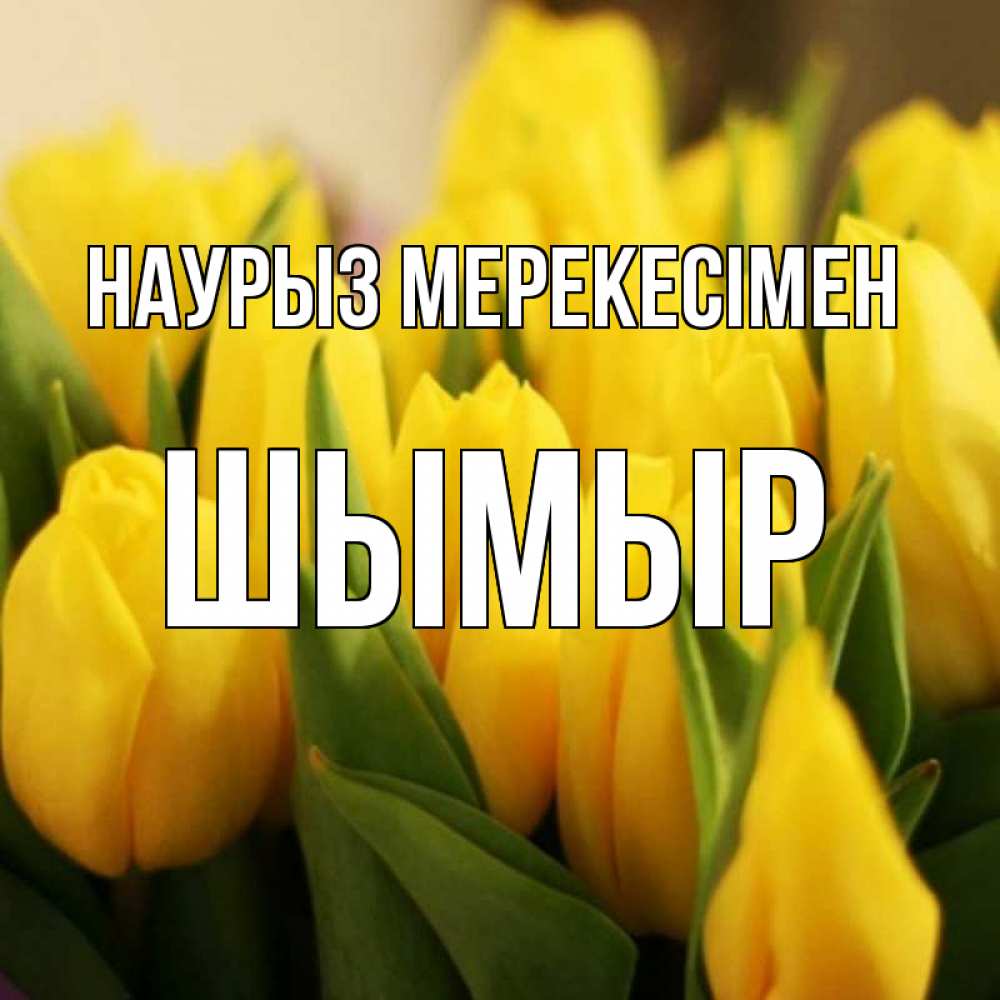 Күн сайын ашық хат с именем, ШЫМЫР Наурыз мерекесімен цветы Онлайн тегін жүктеп алу тілектері бар керемет карта 