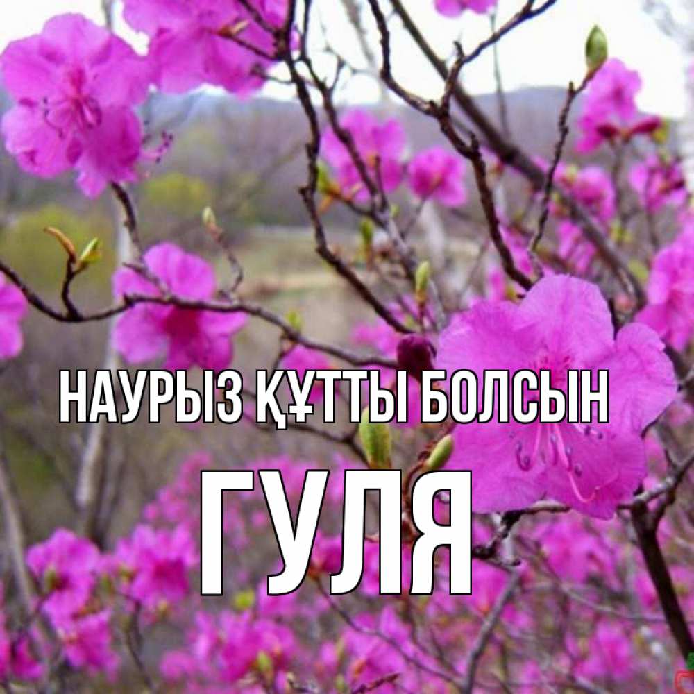 Күн сайын ашық хат с именем, Гуля Наурыз құтты болсын наурыз мейрамы кутты болсын Онлайн тегін жүктеп алу тілектері бар керемет карта 