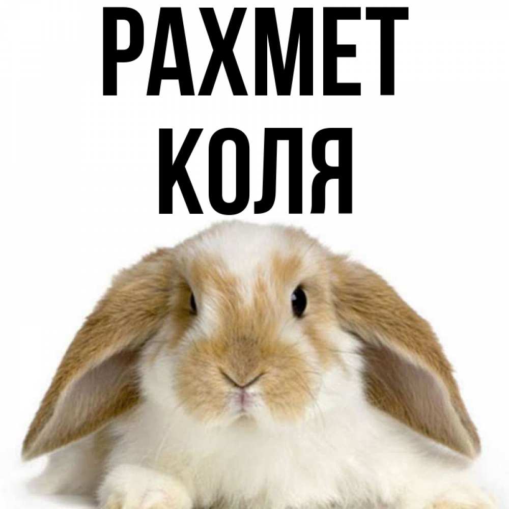 Күн сайын ашық хат с именем, Коля рахмет коричнево белый заяц Онлайн тегін жүктеп алу тілектері бар керемет карта 