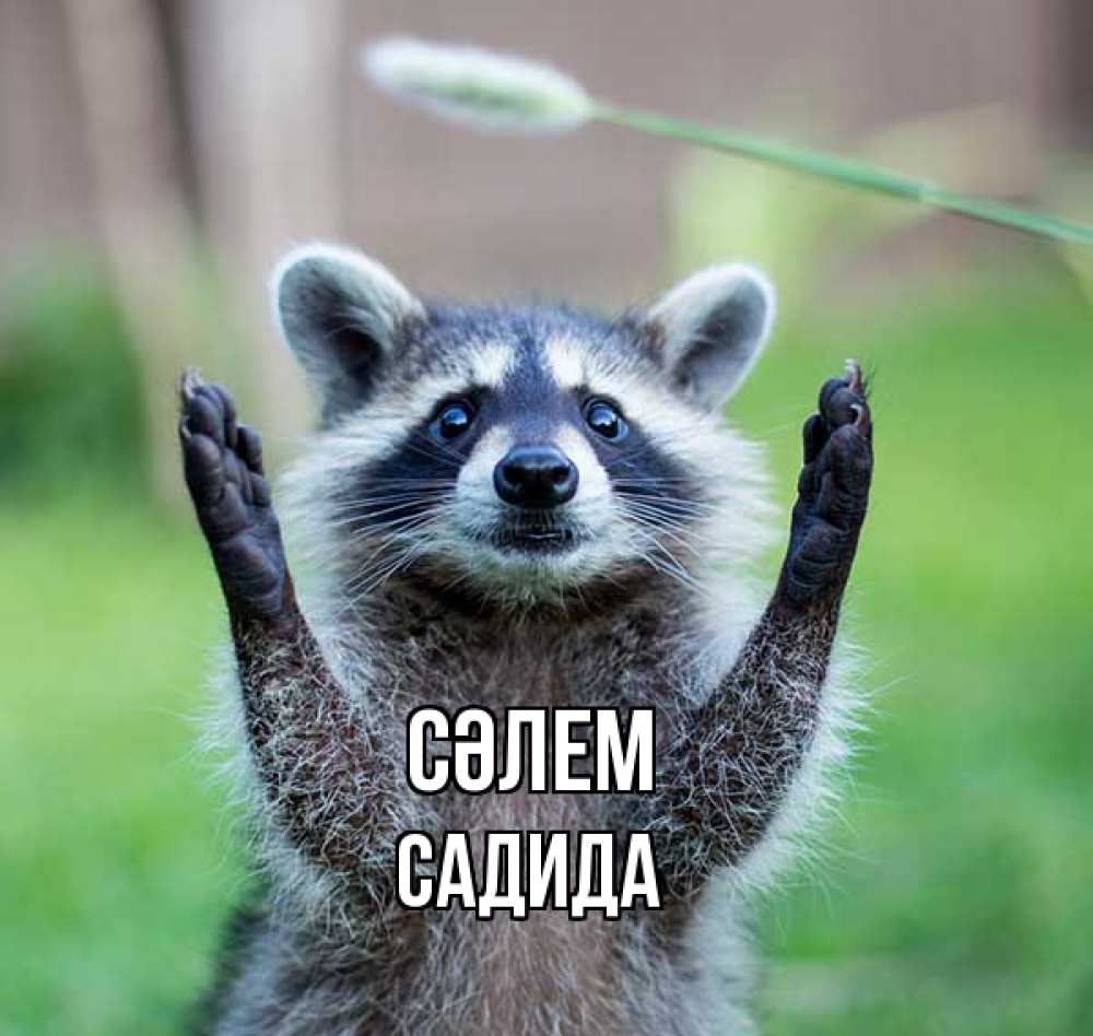 Күн сайын ашық хат с именем, САДИДА Сәлем животные Онлайн тегін жүктеп алу тілектері бар керемет карта 