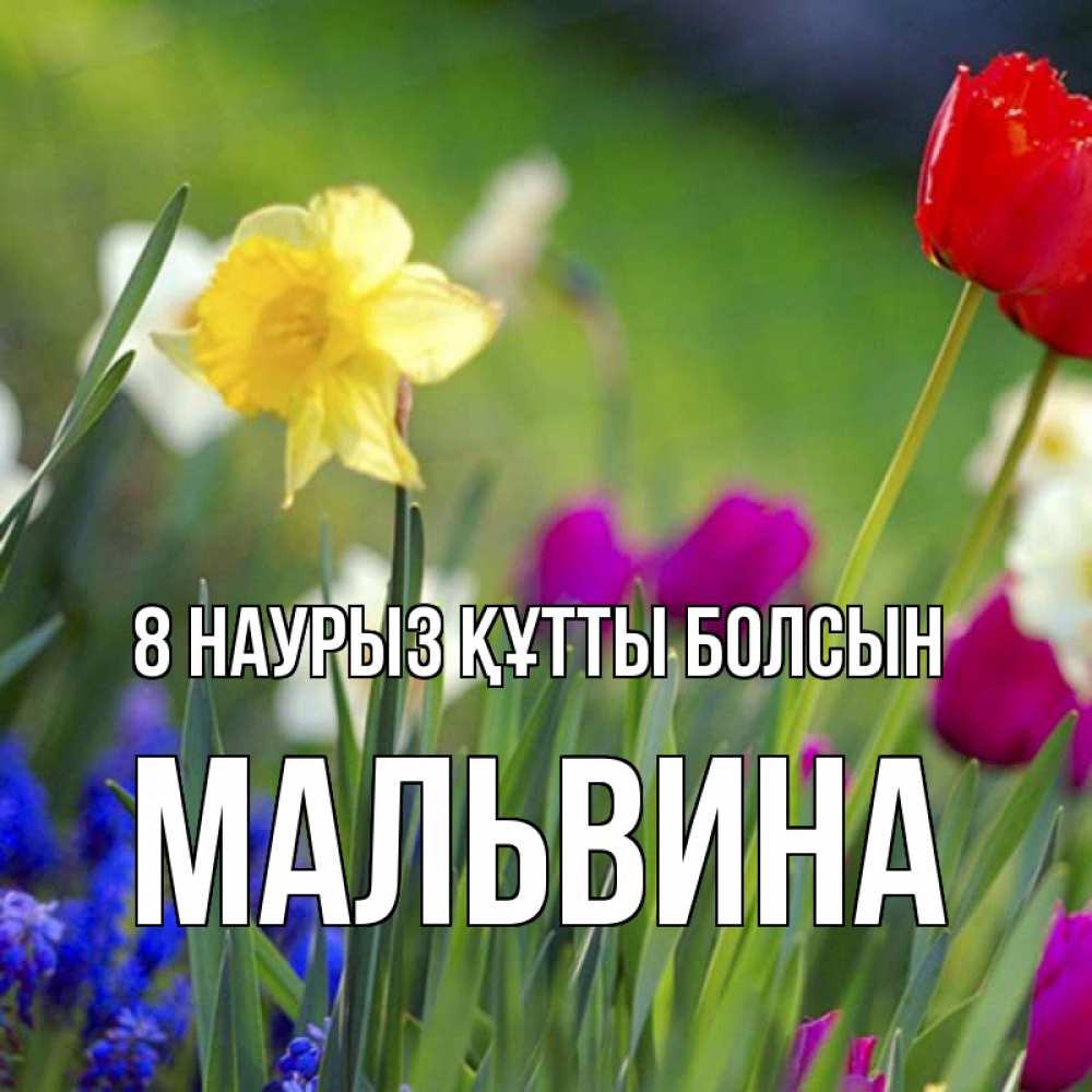 Күн сайын ашық хат с именем, Мальвина 8 наурыз құтты болсын международный женский день 3 Онлайн тегін жүктеп алу тілектері бар керемет карта 
