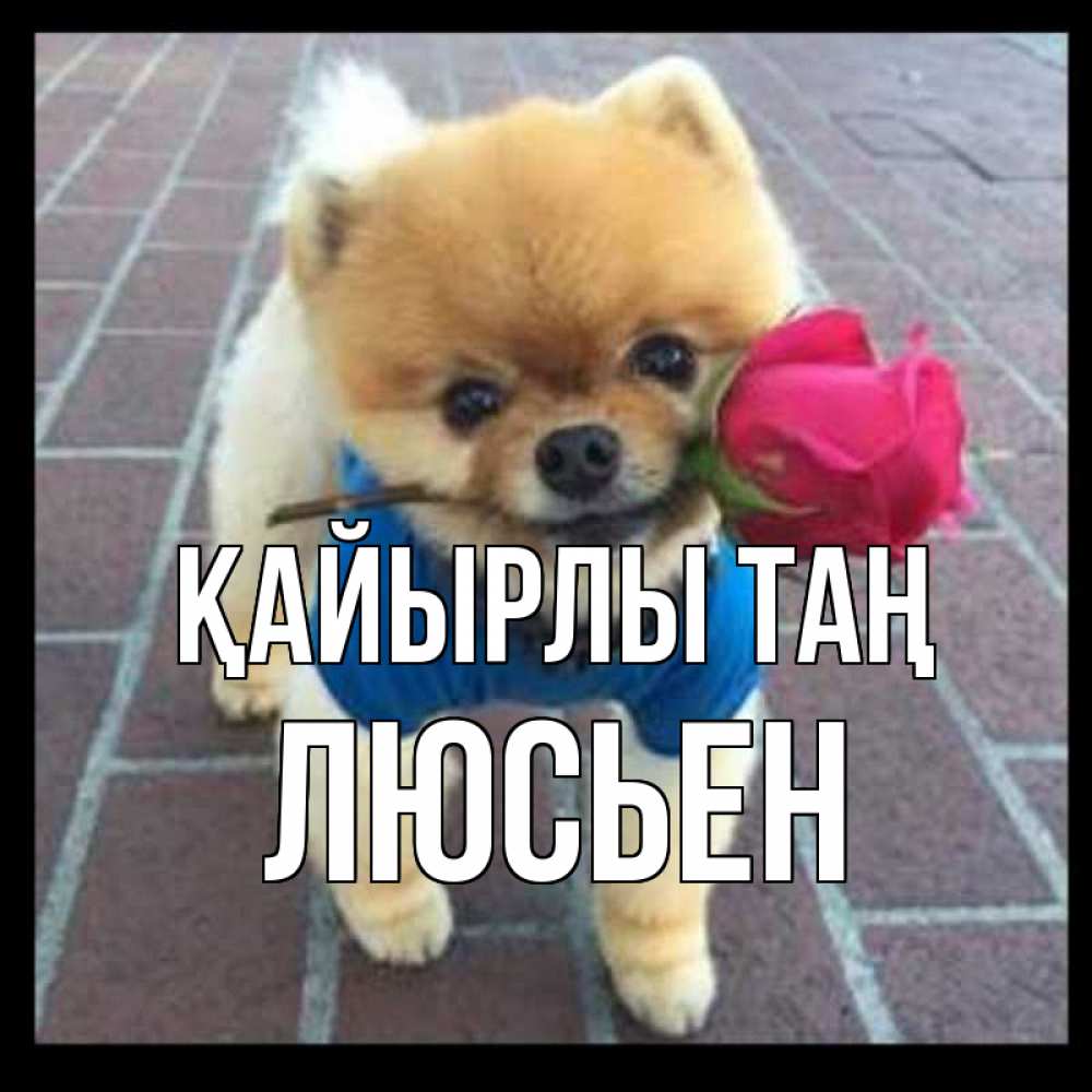 Күн сайын ашық хат с именем, Люсьен Қайырлы таң роза в зубах Онлайн тегін жүктеп алу тілектері бар керемет карта 