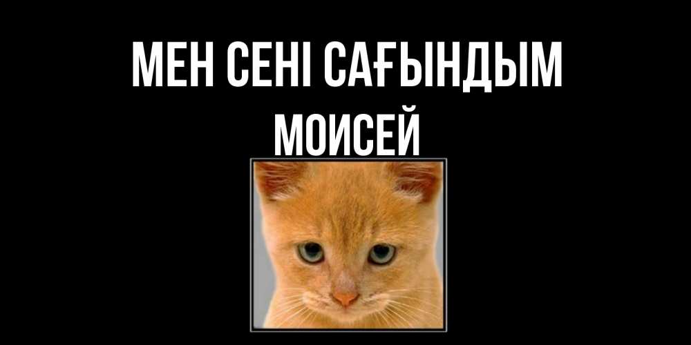Күн сайын ашық хат с именем, Моисей Мен сені сағындым открытки рыжий котенок скучает по тебе Онлайн тегін жүктеп алу тілектері бар керемет карта 