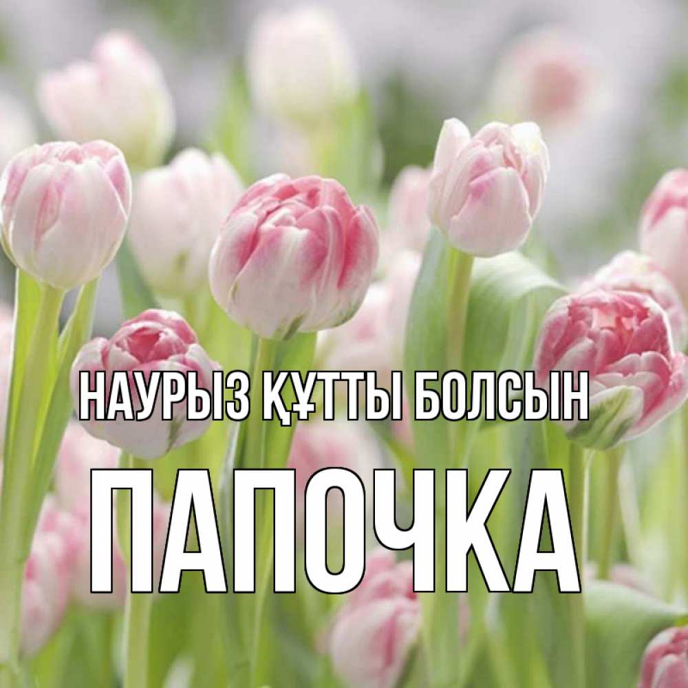 Күн сайын ашық хат с именем, Папочка Наурыз құтты болсын цветы Онлайн тегін жүктеп алу тілектері бар керемет карта 
