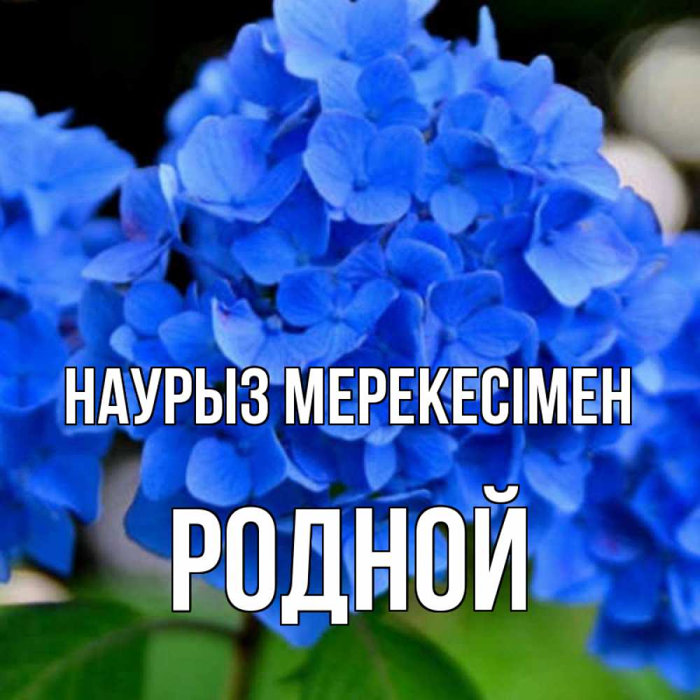 Күн сайын ашық хат с именем, Родной Наурыз мерекесімен синие цветы Онлайн тегін жүктеп алу тілектері бар керемет карта 