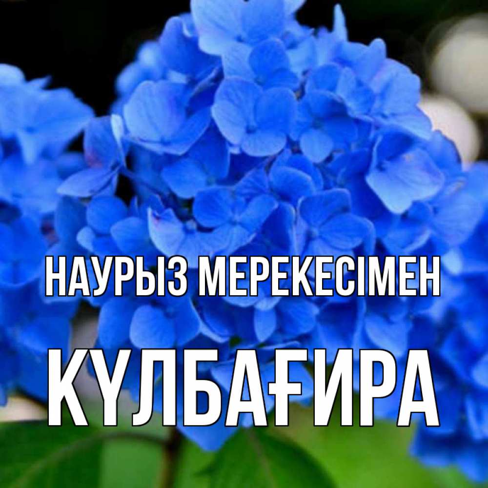 Күн сайын ашық хат с именем, КҮЛБАҒИРА Наурыз мерекесімен синие цветы Онлайн тегін жүктеп алу тілектері бар керемет карта 