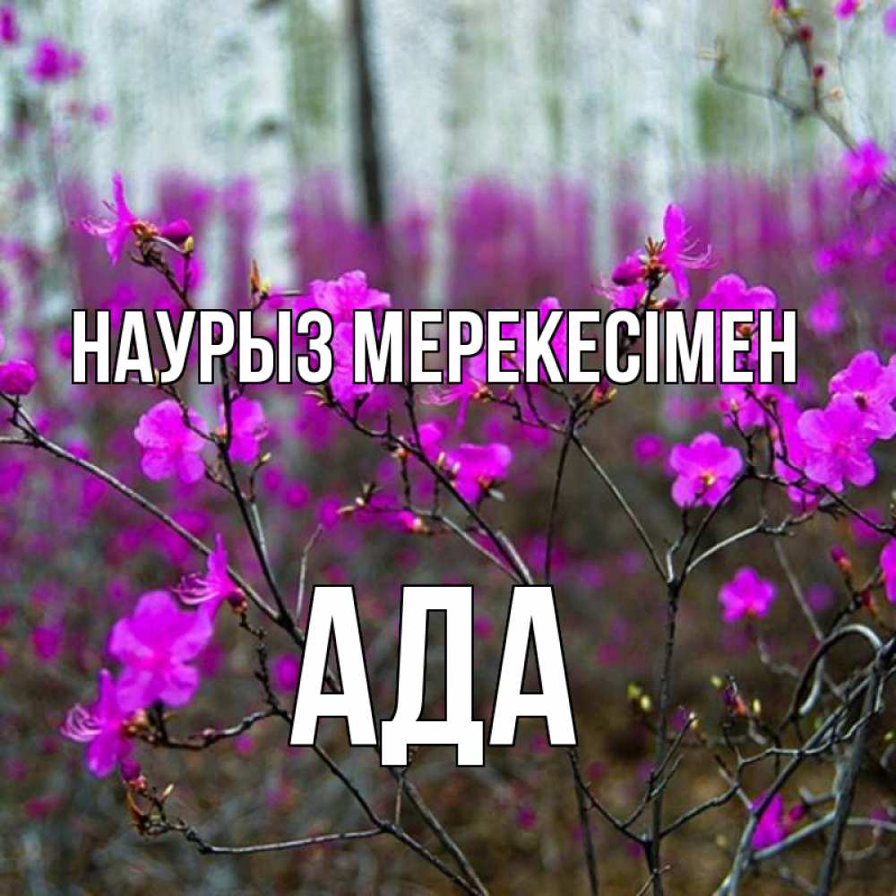 Күн сайын ашық хат с именем, Ада Наурыз мерекесімен дикие цветы Онлайн тегін жүктеп алу тілектері бар керемет карта 