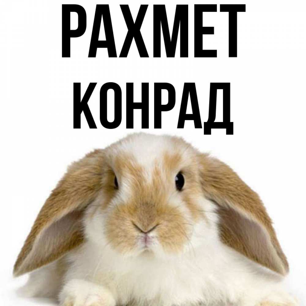 Күн сайын ашық хат с именем, Конрад рахмет коричнево белый заяц Онлайн тегін жүктеп алу тілектері бар керемет карта 