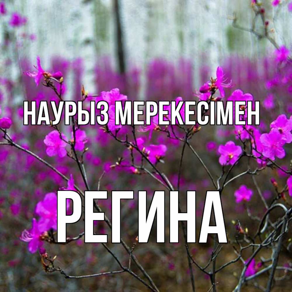 Күн сайын ашық хат с именем, Регина Наурыз мерекесімен дикие цветы Онлайн тегін жүктеп алу тілектері бар керемет карта 