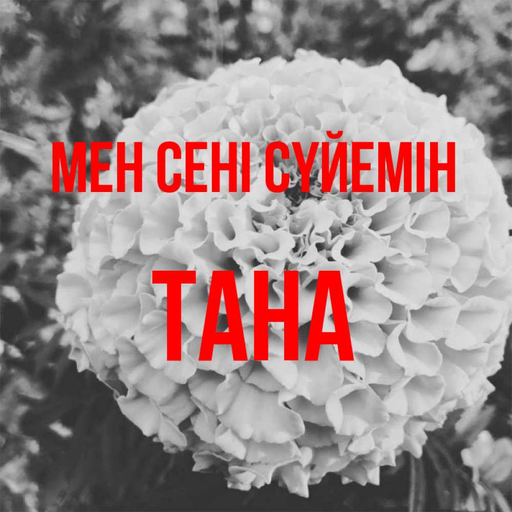 Күн сайын ашық хат с именем, ТАНА Мен сені сүйемін подпись Онлайн тегін жүктеп алу тілектері бар керемет карта 